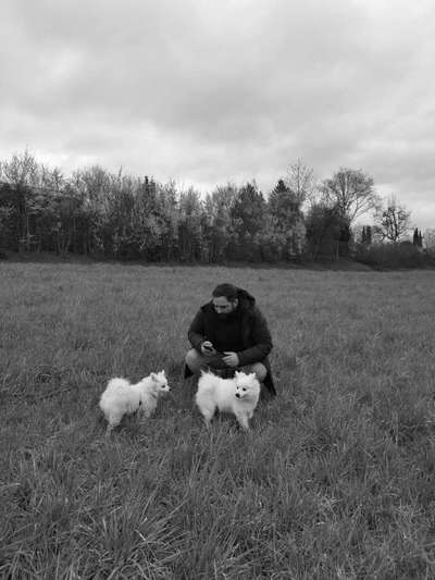 Hundetreffen-Training oder Spieltreffen-Bild