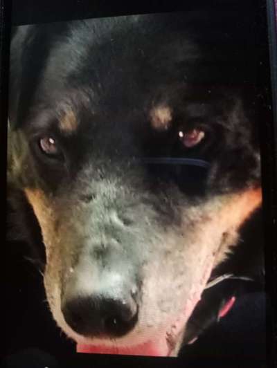 Unsere Fellnasen im Regenbogenland-Beitrag-Bild