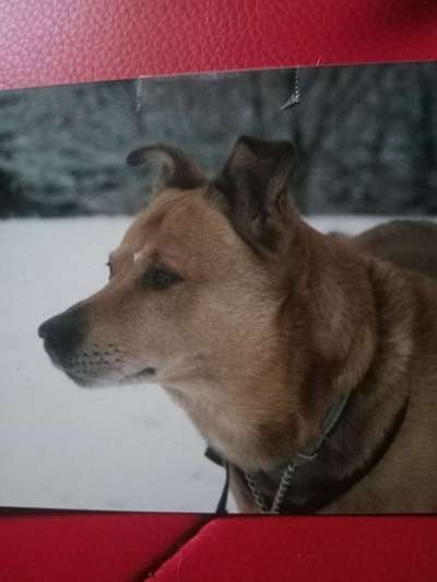 Unsere Fellnasen im Regenbogenland-Beitrag-Bild