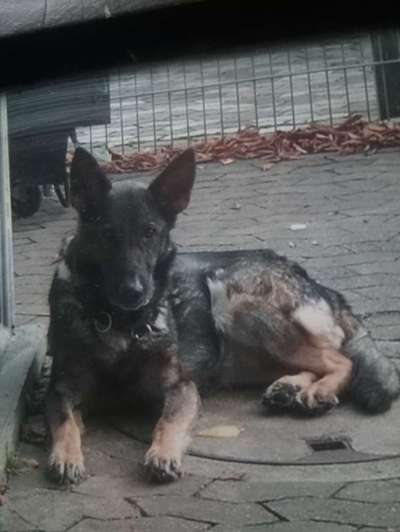 Unsere Fellnasen im Regenbogenland-Beitrag-Bild