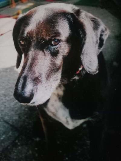 Unsere Fellnasen im Regenbogenland-Beitrag-Bild