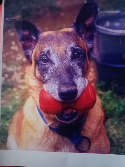 Unsere Fellnasen im Regenbogenland-Beitrag-Bild