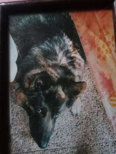 Unsere Fellnasen im Regenbogenland-Beitrag-Bild