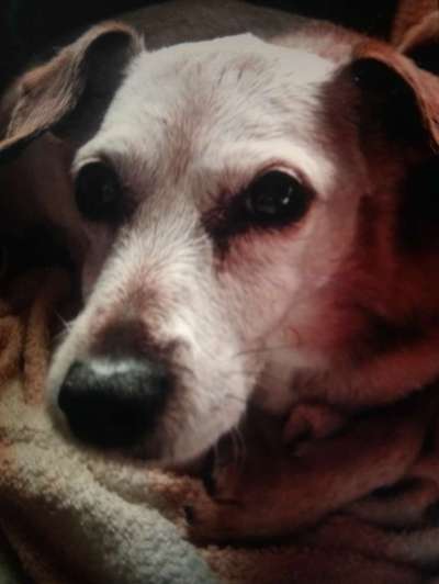 Unsere Fellnasen im Regenbogenland-Beitrag-Bild