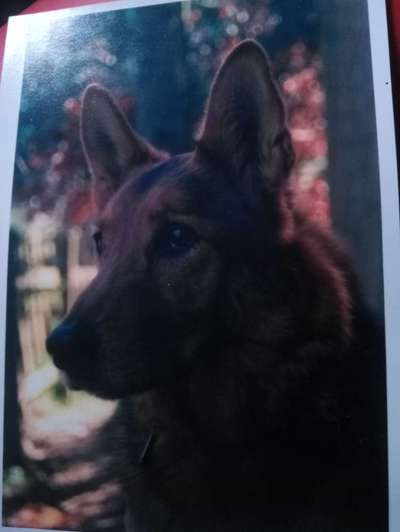 Unsere Fellnasen im Regenbogenland-Beitrag-Bild