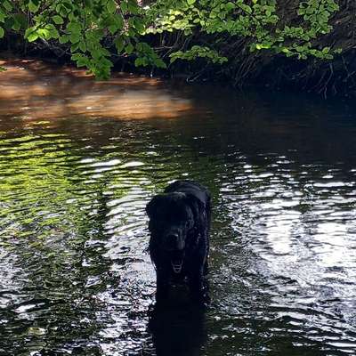 Hundetreffen-Einmal Labrador Retriever, immer Labrador Retriever-Bild