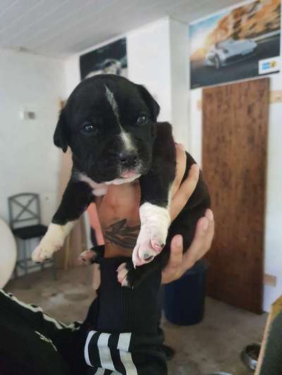 Welpen Bilder !-Beitrag-Bild