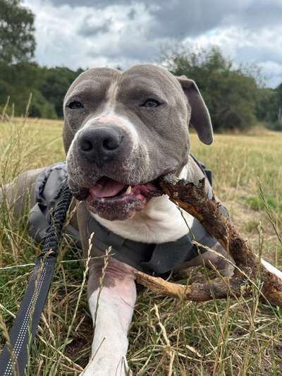 Hundetreffen-Üben für wesenstest ( hundebegegnungen)-Bild