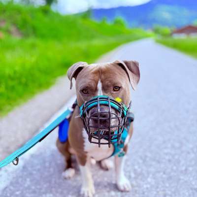 Hundetreffen-Zusammen gassi gehen und hundekontakt üben-Bild