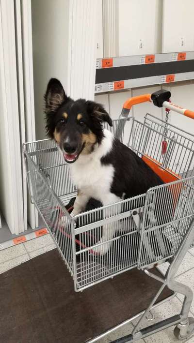 Welpen Bilder !-Beitrag-Bild