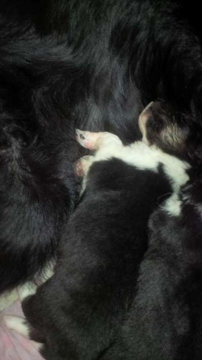 Welpen Bilder !-Beitrag-Bild