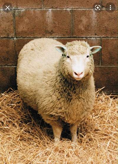 Wie heißt dein Hund?-Beitrag-Bild