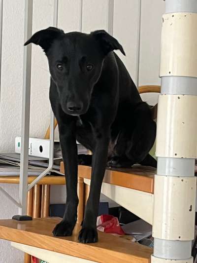 Wie heißt dein Hund?-Beitrag-Bild