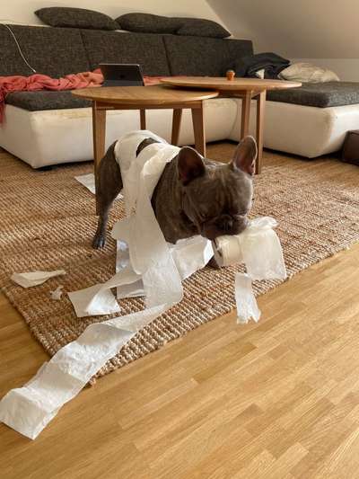 Zeig mir, dass du mit einem hund zusammenlebst....-Beitrag-Bild