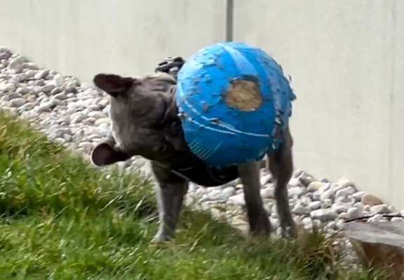 Französische Bulldoggen-Beitrag-Bild