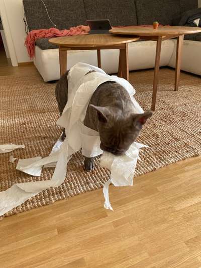 Französische Bulldoggen-Beitrag-Bild