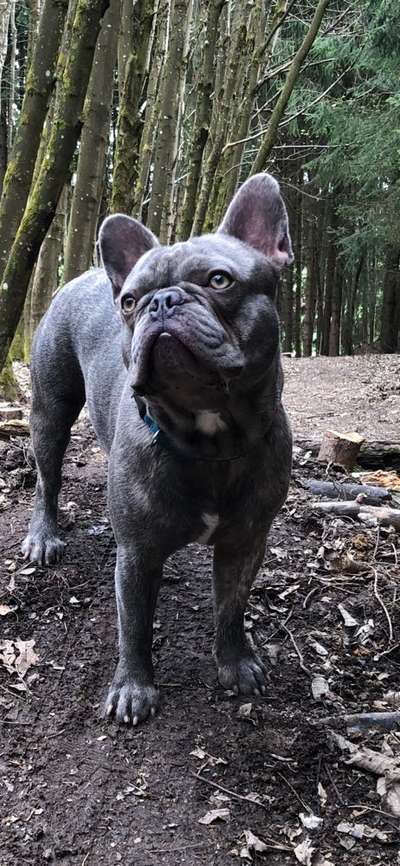 Zeigt mir die tollste Nahaufnahme von eurer Fellnase-Beitrag-Bild