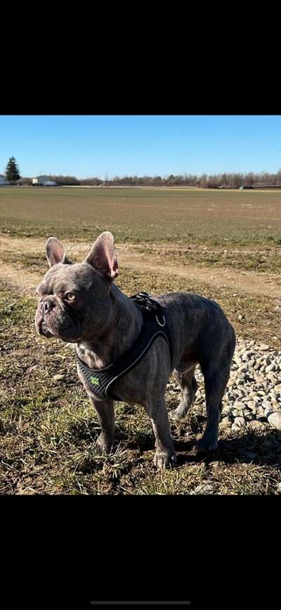 Hunderunde-Beitrag-Bild