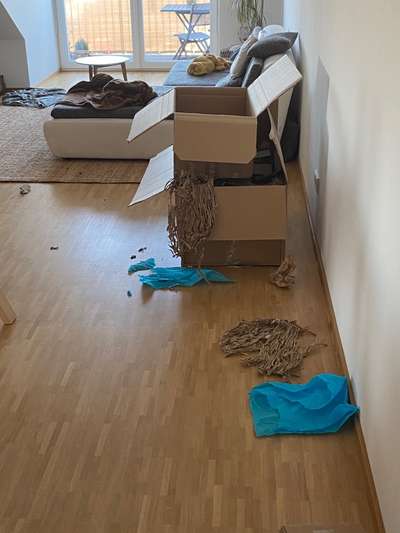 Zeig mir, dass du mit einem hund zusammenlebst....-Beitrag-Bild