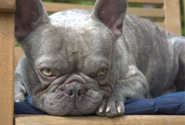 Reinrassige Hunde?-Beitrag-Bild