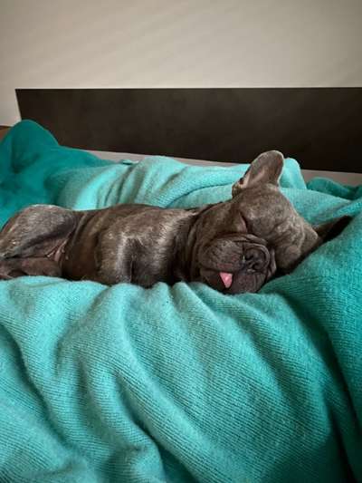 Gemeinsames Kuscheln im Bett!-Beitrag-Bild