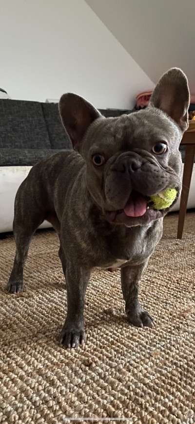 Französische Bulldoggen-Beitrag-Bild