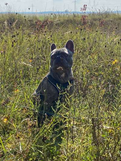 Zeigt mal die schönsten Bilder von euren Hunden !-Beitrag-Bild