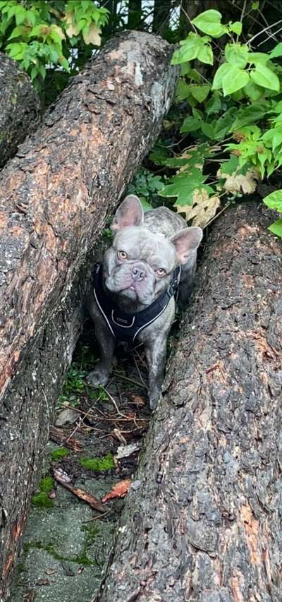 Hunderunde-Beitrag-Bild