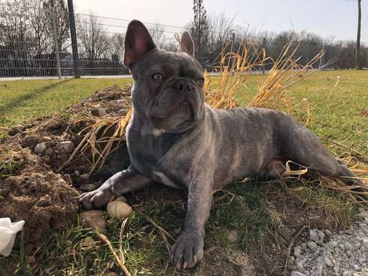 Welpenfotos-Beitrag-Bild