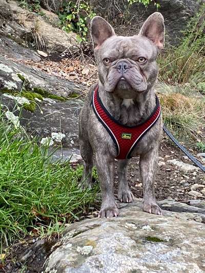 Reinrassige Hunde?-Beitrag-Bild