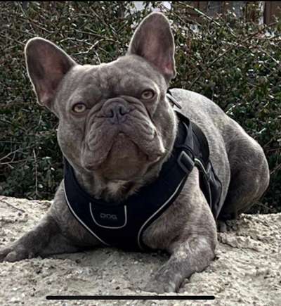 Französische Bulldoggen-Beitrag-Bild