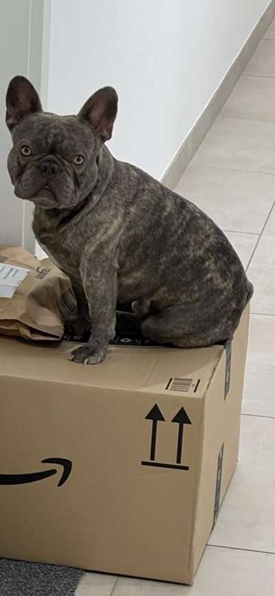 Französische Bulldoggen-Beitrag-Bild