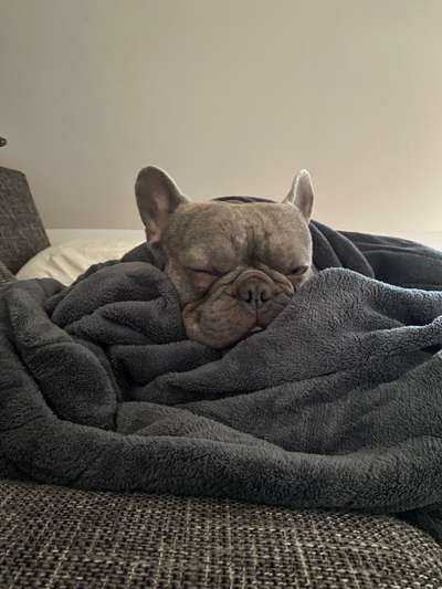 Zeigt mir die tollste Nahaufnahme von eurer Fellnase-Beitrag-Bild