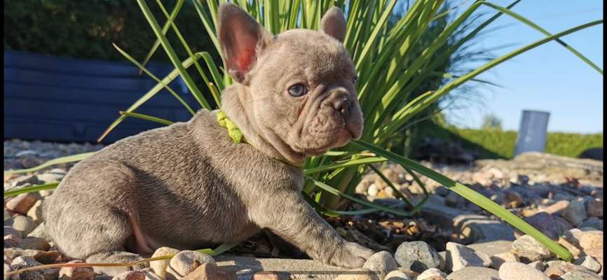 Welpenfotos-Beitrag-Bild