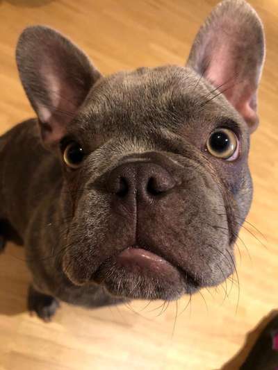 Die Dogorama Kalender Challenge Titelbild-Beitrag-Bild