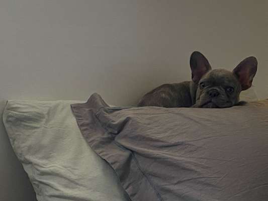 Gemeinsames Kuscheln im Bett!-Beitrag-Bild