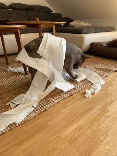 Zeig mir, dass du mit einem hund zusammenlebst....-Beitrag-Bild