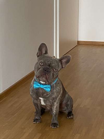 Welpenfotos-Beitrag-Bild