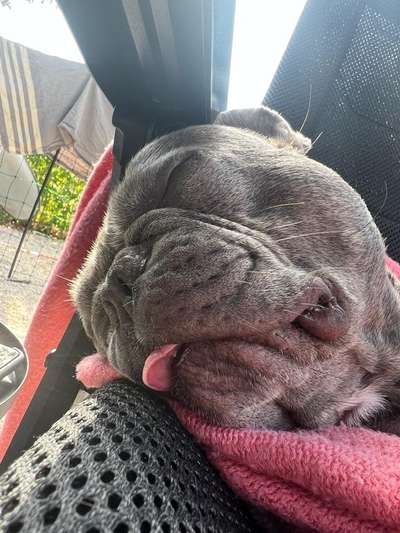 Zeigt mir die tollste Nahaufnahme von eurer Fellnase-Beitrag-Bild