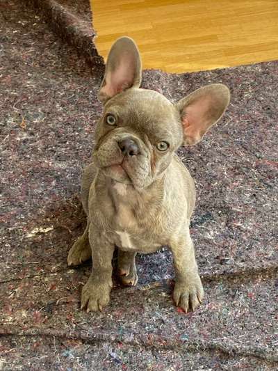 Welpenfotos-Beitrag-Bild