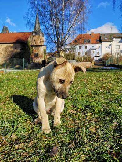 Zeige das lustigste Bild eures Hundis-Beitrag-Bild