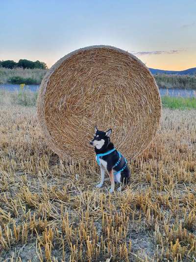 Handy-Foto-Challange Nr.9-Beitrag-Bild