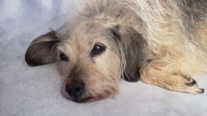 Unsere Fellnasen im Regenbogenland-Beitrag-Bild