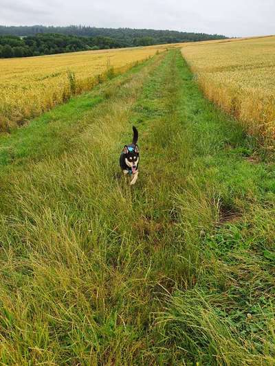 Foto-Challenge Nr. 90: Lebensfreude-Beitrag-Bild