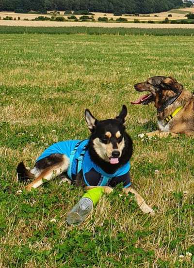 Tongue Out Tuesday-Beitrag-Bild