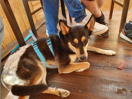 Dogorama Photo Challenge - Schattiges Plätzchen-Beitrag-Bild