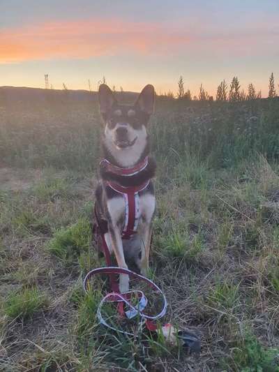 Dogorama Foto Challenge - Dämmerung-Beitrag-Bild