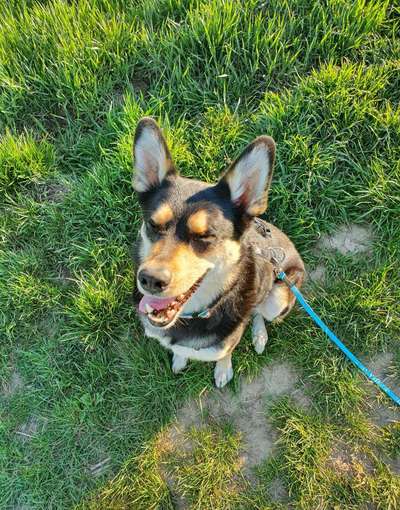 Dogorama Photo Challenge - lustigste Grimasse-Beitrag-Bild