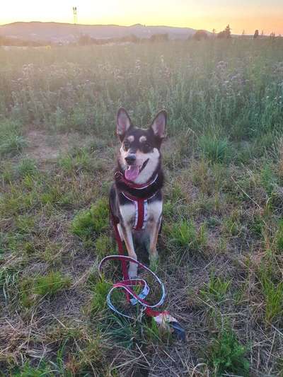 Auslandstierschutz-Beitrag-Bild