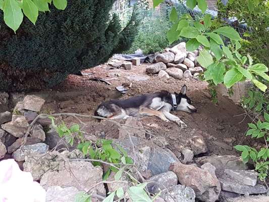 Dogorama Photo Challenge - Steine/Felsen-Beitrag-Bild